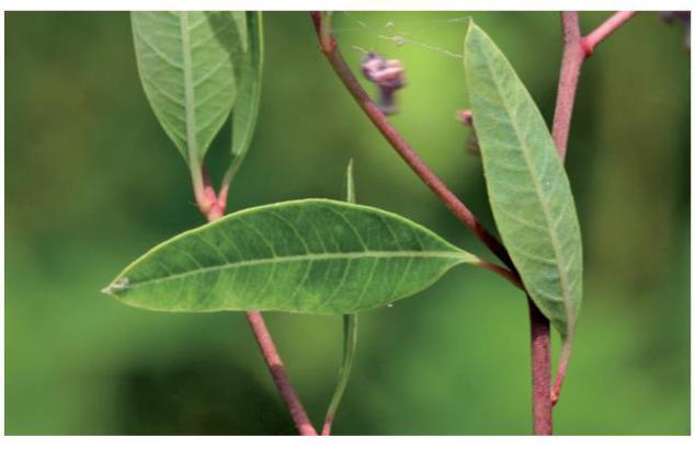 罗布麻茶的功效与作用及用法、副作用禁忌，罗布麻茶作用与功效与作用（罗布麻：嫩叶可代茶）