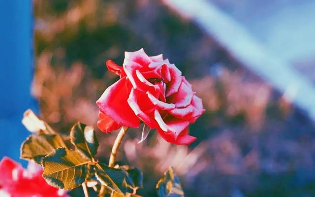 男人英语怎么说，男人英语单词是什么（“你好man呀”说成“You're）