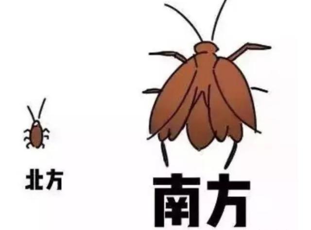 南方蟑螂有多大，南方的蟑螂有多大（为何北方人很怕南方的蟑螂）
