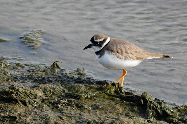 水鸡是什么，水鸡是什么车（西方秧鸡、叽咋柳莺......）