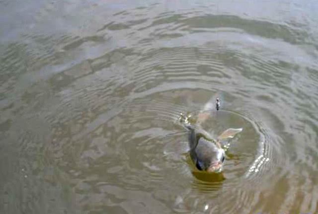 乌头鱼，力道十足的“乌头鱼”该如何垂钓（乌头鱼图片）