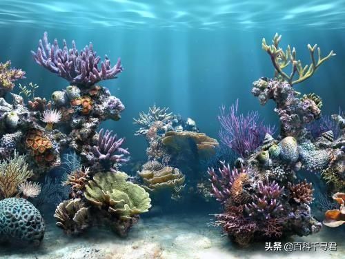 1200米深海惊现大王乌贼生吞抹香鲸，刷新该鲸类两次潜水深度纪录