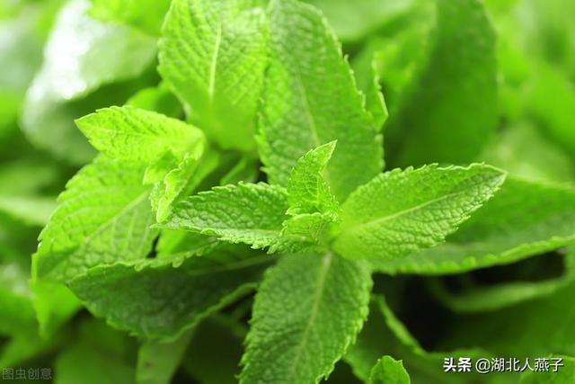 野菜种类有什么，野菜的种类和图片大全（你想要的野菜这里都有）