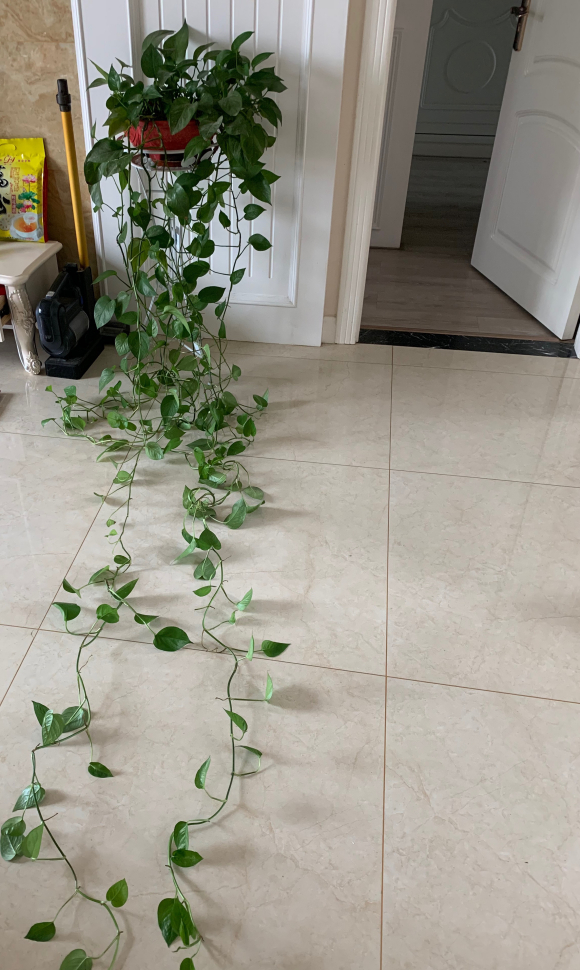 绿萝怎么养才能更旺盛，绿萝怎么养才能更旺盛用什么肥料