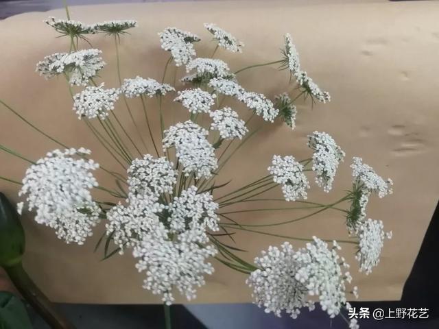 蕾丝花花语是什么，蕾丝花花语（亲眼所见的温柔惹人怜爱）