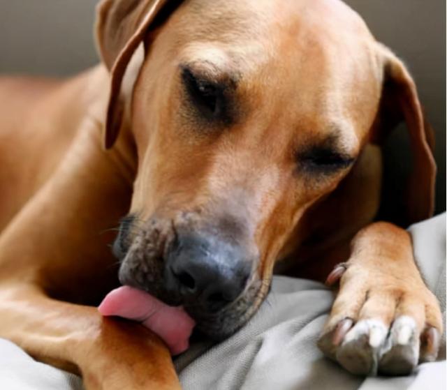 狗狗舔爪子是什么原因，狗狗总是舔爪子是为什么（原因有几个，可能是生病了）