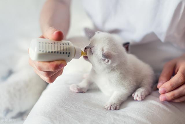 猫咪呕吐怎么办，猫咪呕吐的时候该怎么办（猫咪呕吐是什么原因）
