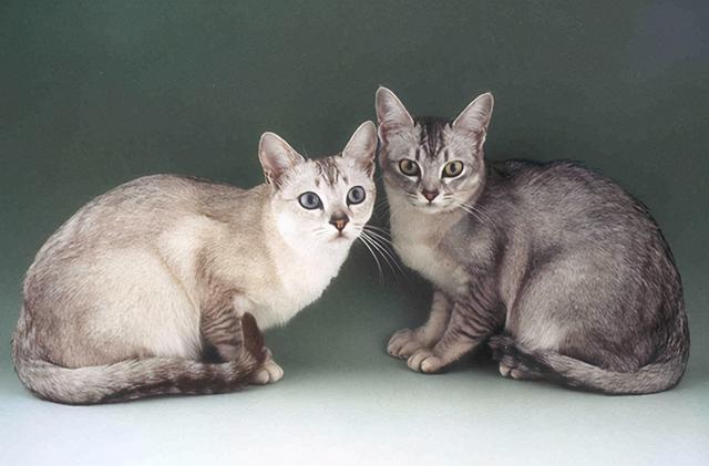 猫的所有种类，猫的所有种类及图片（30种知名的猫咪，你都认识吗）