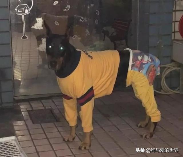 冬天狗在外面能冻死吗，快别说狗不怕冷了