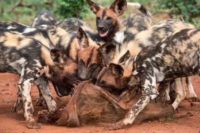 捕杀野狗和流浪狗的方法，捕流浪狗方法如下（非洲野狗作战能力超过“掏肛”的鬣狗）