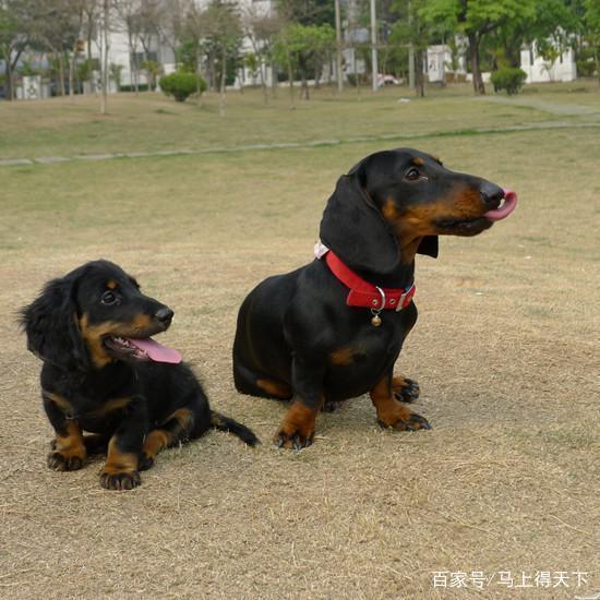 腊肠犬饲养上需要注意什么，腊肠犬不能吃什么（狩猎犬之腊肠犬怎么养）
