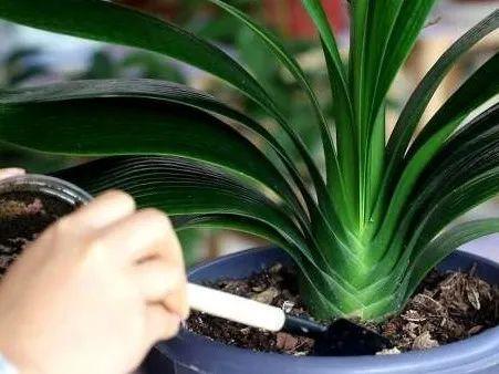 瓜子属于坚果吗，瓜子花生属于坚果类吗（给花吃点瓜子）