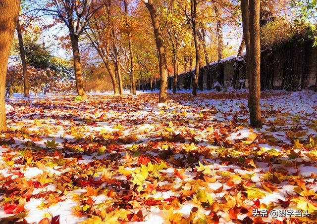 情侣唯美雪景图片，情侣唯美雪景图片真实（冬日初雪印象：一半冬雪）