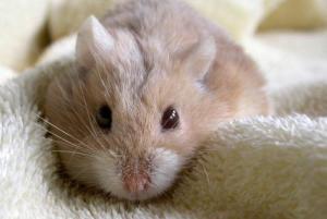 雪球仓鼠怎么养,雪球仓鼠怎么饲养(萌萌哒的小仓鼠,种类你知多少)