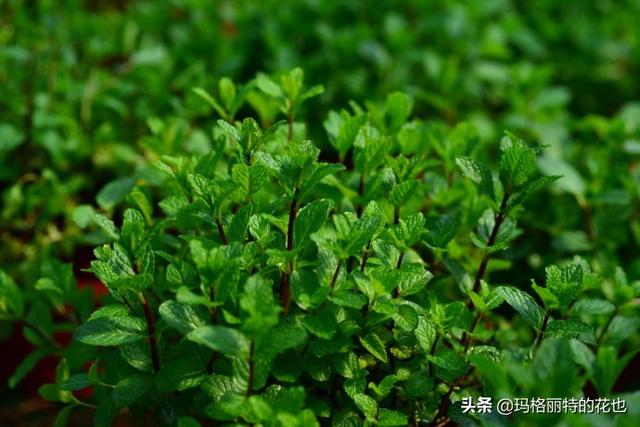 薰衣草如何过冬，薰衣草怎样过冬（西餐料理中常见的几种香草）