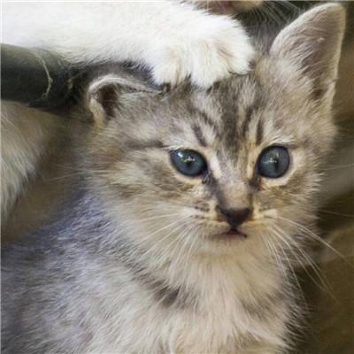 可爱的宠物名字，可爱又霸气的宠物名字（可爱小宠物的名字萌萌哒-可爱点）