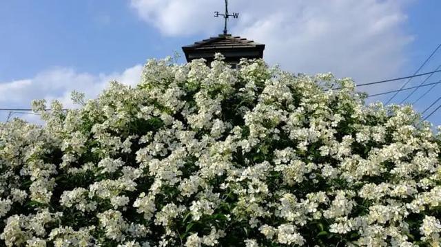月季花品种，十大经典品种（凭一己之力撑起了整个花园的颜值）