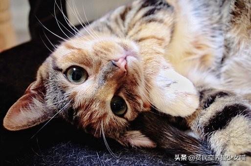 新手养猫攻略，新手养猫攻略,3年养猫经验分享（给铲屎官的5条养猫纯干货）