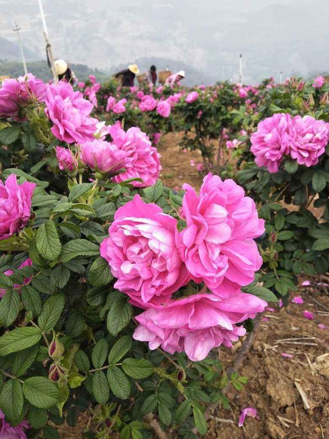 玫瑰花怎么修剪，玫瑰花如何修剪枝条较好（送人既有心意又有新意）