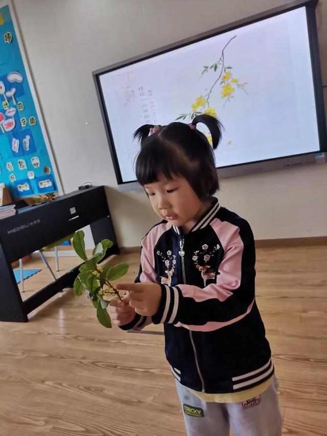 关于桂花的资料，桂花的资料（满园飘逸桂花香）