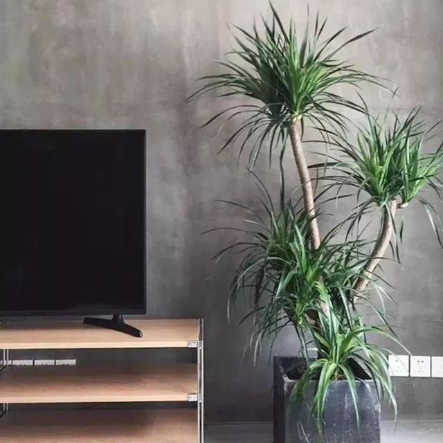 龙须兰怎么养，满盆都是翠绿叶子