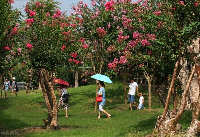 痒痒树是什么植物，痒痒树是什么植物（它在农村山上比较常见）
