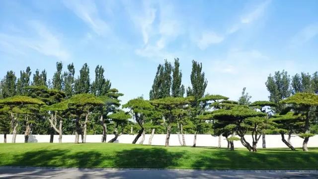 松柏树的象征意义，松柏树长什么样子（庭院门口真的不可以种植松柏吗）