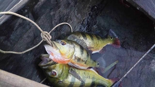 帝王三间和巴西亚鱼有什么区别，巴西亚鱼与皇冠三间鱼有什么区别（也许等不到中国钓鱼人就被消灭光了）