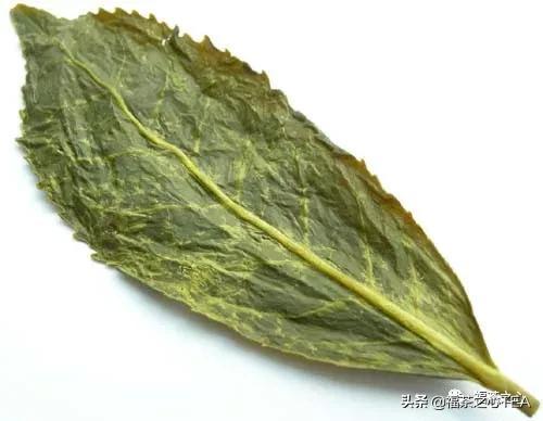 莲花峰茶不适宜哪些人喝,莲花峰茶有什么作用(了解福建全部茶叶看这一篇就够了) 莲花峰茶不适宜哪些人喝,莲花峰茶有什么作用(了解福建全部茶叶看这一篇就够了)