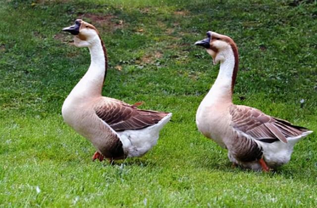 大品种的鹅有几种，大品种的鹅有几种图片（狮头鹅：鹅界“巨型选手”）