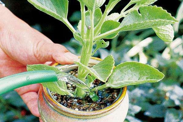 松松土，影响根系呼吸就学“这几招”松土（松松软软的意思）