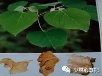 白牛胆的功效与作用，白牛胆的功效与作用禁忌（中药图片大全与功效）