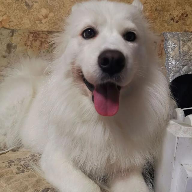 金毛犬，6种狗狗小时候和长大的对比（金毛犬的优缺点及性格）