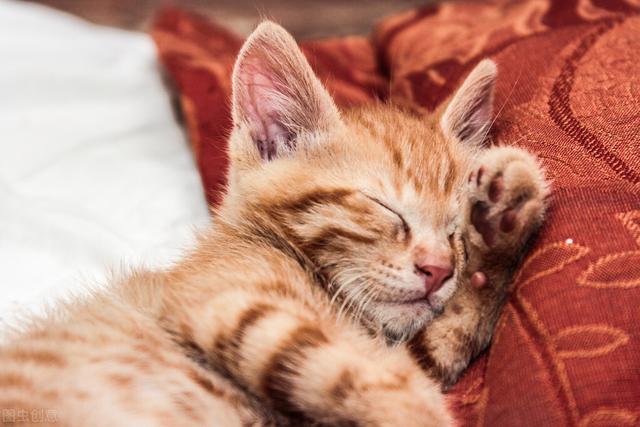 猫咪驱虫多少钱，猫驱虫多少钱（猫咪体内外驱虫多少钱）