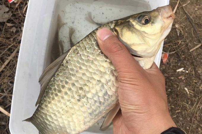 春季钓大鲫鱼最佳打窝技巧揭秘：选对饵料轻松爆护，鱼获翻倍不是梦！