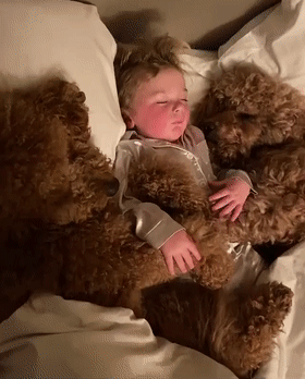 泰迪熊抱抱熊，一出生就有三个巨型“泰迪熊”陪睡（泰迪熊抱抱熊适合结婚送么）