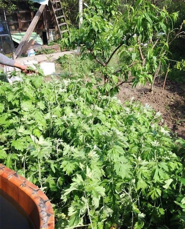 艾草能驱蚊子吗，艾草驱蚊吗（比花露水还管用）