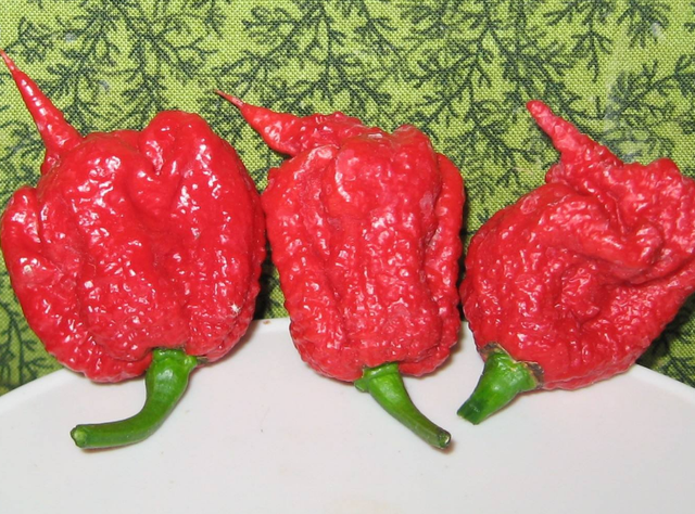 世界上最辣的辣椒是哪五种，全球最辣的4种辣椒