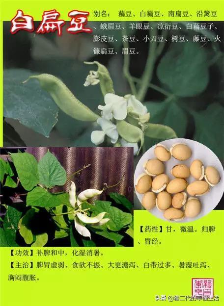 常见中草药图谱，中草药经典图谱（让你知道常用药都长啥样）