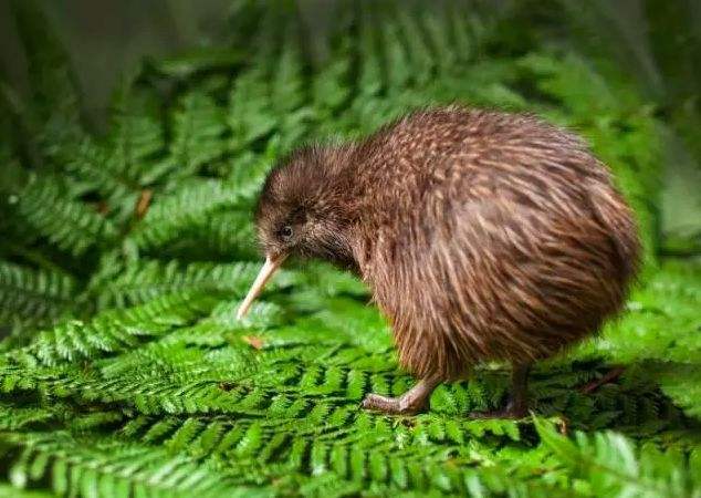 一,无翼鸟kiwi没有翅膀,也能够飞翔