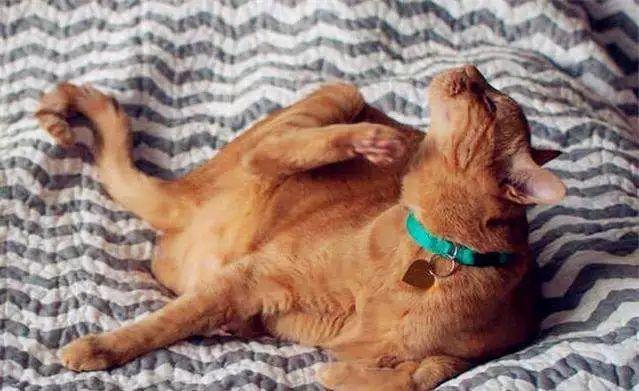 狗身上的跳蚤怎么去除，怎样除掉小狗身上的跳蚤（狗狗身上有跳蚤该怎么办）