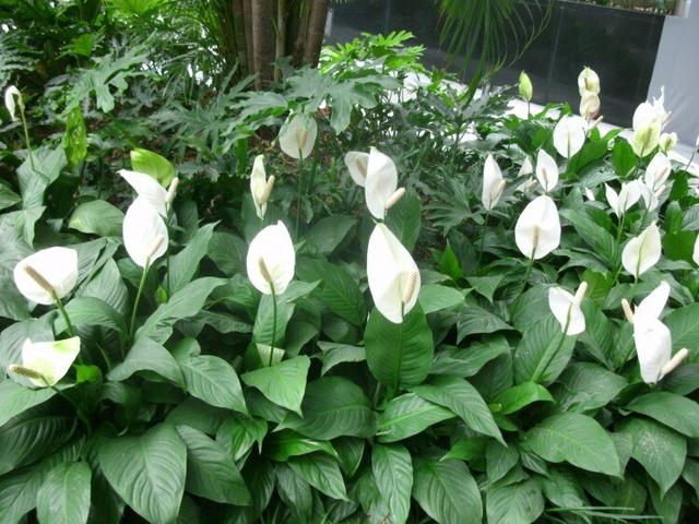 一帆风顺怎么养，一帆风顺如何养（注意光照、温度和浇水）