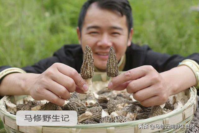 野生羊肚菌有什么作用，羊肚菌有什么功效与作用（羊肚菌的营养价值、功效及作用）