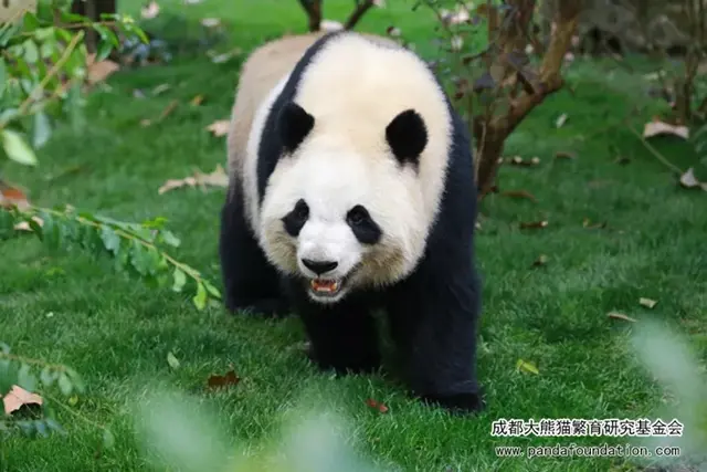 哈哈哈，精致熊猫女孩的一天。，哈哈哈哈哈第一季免费观看（，“猪猪”女孩——“雅竹”图片）