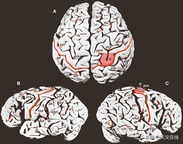 爱因斯坦简介，牛顿晚年为什么疯了（科学家：它的大脑比我们大）