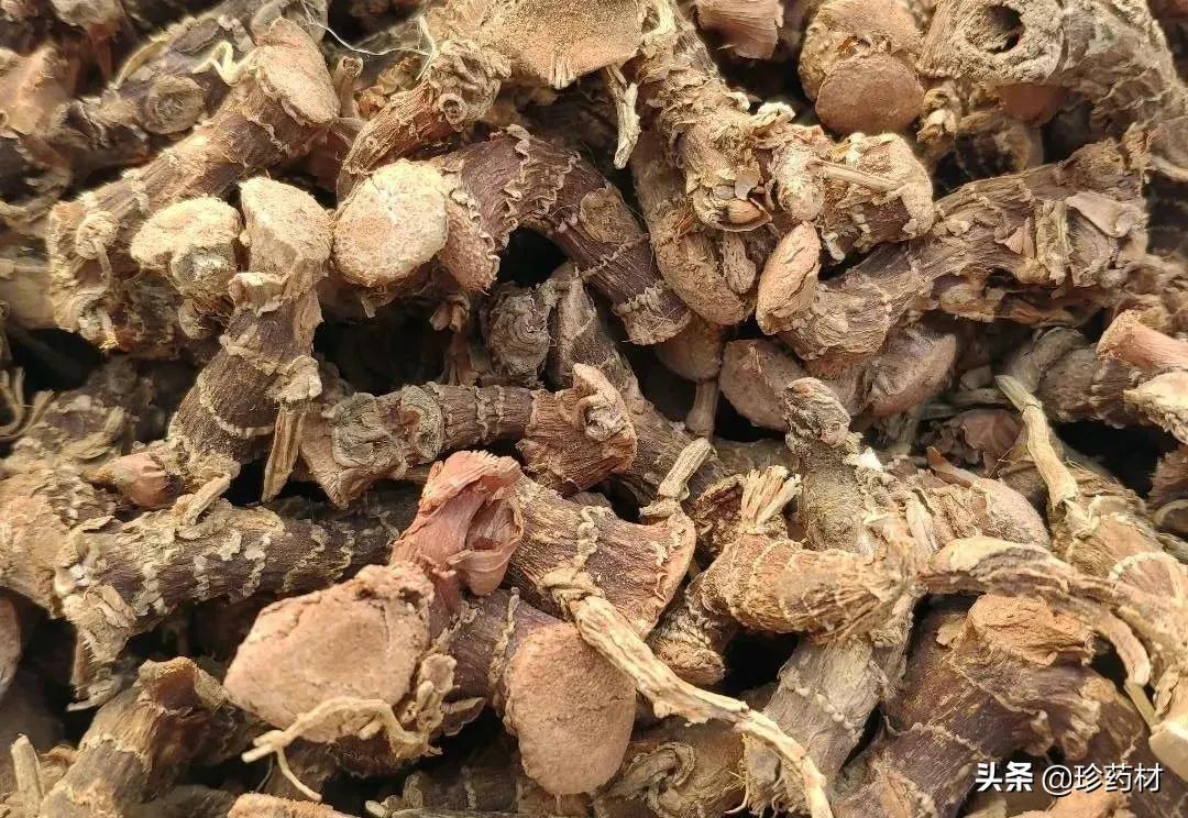 丹参多少钱一斤，丹参种子多少钱一斤（丹参、厚朴、五味子、蒺藜、白术等）