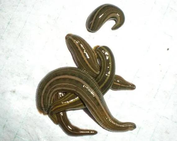 水蛭的功效，水蛭的功效与作用吃法（中药古今研究：水蛭）