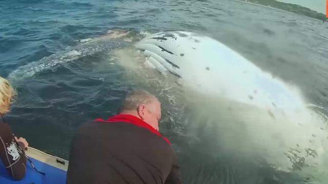 “鲸落是鲸鱼留给大海，最后的温柔。”，鲸落是鲸鱼留给大海最后的温柔下一句（为什么说鲸落是鲸鱼最后的温柔图片）