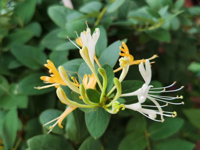 新鲜的金银花采回来怎么处理，新鲜金银花怎么处理（家里养盆金银花）