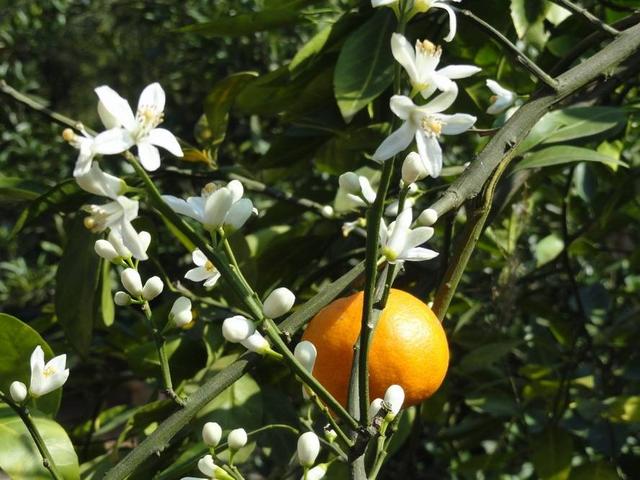 如何养殖桔子树，家里养桔子树怎么养（盆栽桔子树叶子发黄）